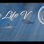 Sea Life V
