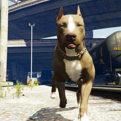 Pit Bull Replace Chop 1 1 GTA 5 Mod