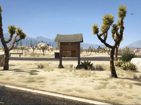 More Joshua Trees in Senora Park