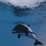 Commerson's Dolphin skin for Dolphin 1.0