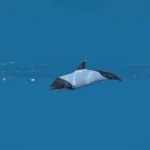Commerson's Dolphin skin for Dolphin 1.0
