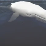 Migaloo 1.0