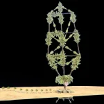 The Tree Of Life/Garden of Eden/The Pit/Ezekiel's Wheel beta