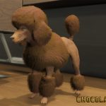 Coloured Poodles (Retexture) 1.0