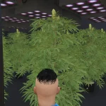 [MLO] Weed Shop [Add-On SP / FiveM] 1.0