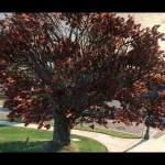 Cherry Vegetation