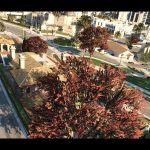 Cherry Vegetation