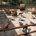 Goat Model [Replace] 1.0