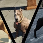 New Pitbull Textures 1.0