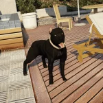 New Pitbull Textures 1.0