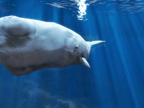 Moby Dick (Replace) V1.0