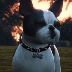 French Bulldog2