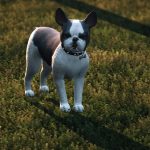 French Bulldog4