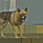 Germany Wolf5