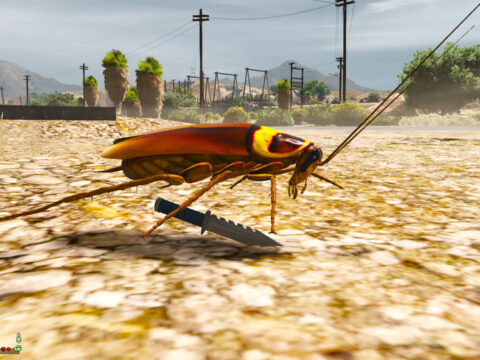 cockroach