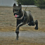 Cane Corso [4K Replace] V1.0