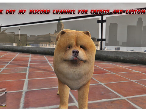 Chow Chow 1.0