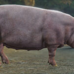 Realistic Pig (Replace) V1.0