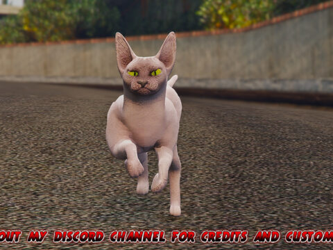 Sphynx Cat