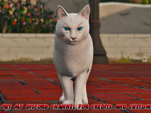 White Maine Coon Cat (Replace)