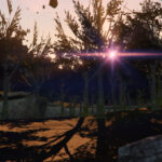 Forest DOA