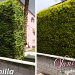 Vanilla Vegetation Overhaul [Updated / OIV] V5.0 [BETA]