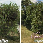 Vanilla Vegetation Overhaul [Updated / OIV] V5.0 [BETA]