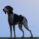 Bluetick Hound Dog