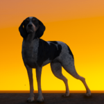 Bluetick Hound Dog4