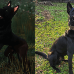 German Shepherd / Malinois | Custom Textures V1.0