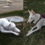 German Shepherd / Malinois | Custom Textures V1.0