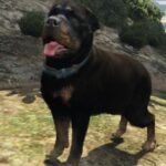 Immortal Animals 1.0