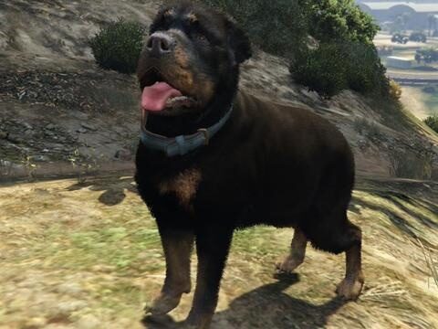 Immortal Animals 1.0