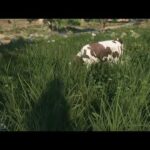 Animal Blips 1.0