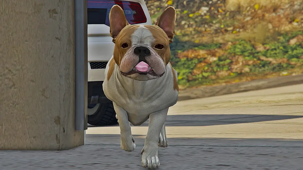 French Bulldog