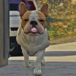 French Bulldog