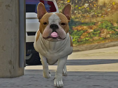 French Bulldog
