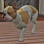 French Bulldog2