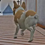 French Bulldog3