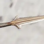Knife Hoodedkiller 1.03