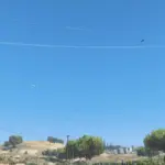 Animal Blips 1.0