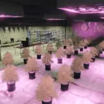 Weed Farm