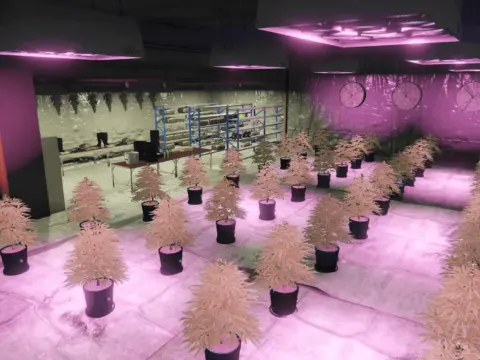 Weed Farm